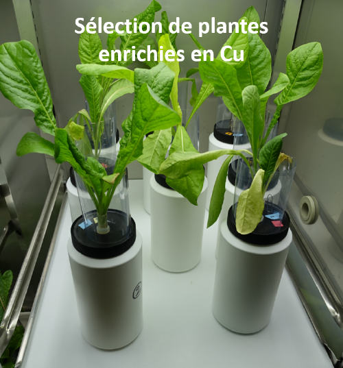 WP3 sélection plantes